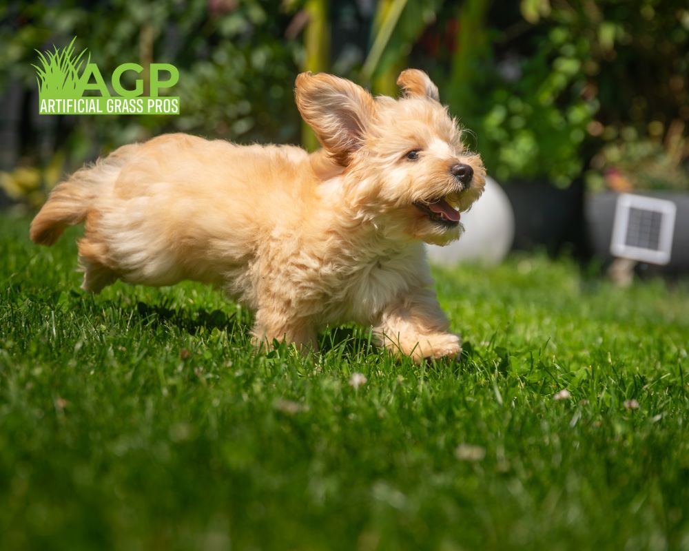 Artificial Grass Tampa